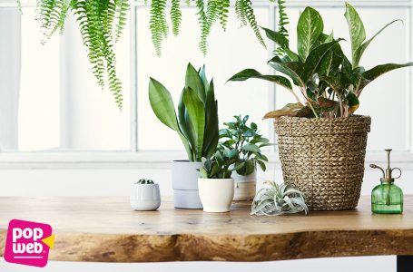 Biljke koje su jednostavne za održavanje