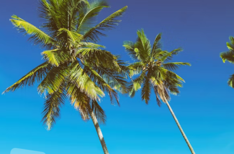 Otkrivena nova rijetka vrsta palmi koje cvjetaju pod zemljom