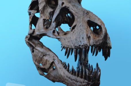 Pronađena nova vrsta oklopljenog dinosaura nakon 142 godine